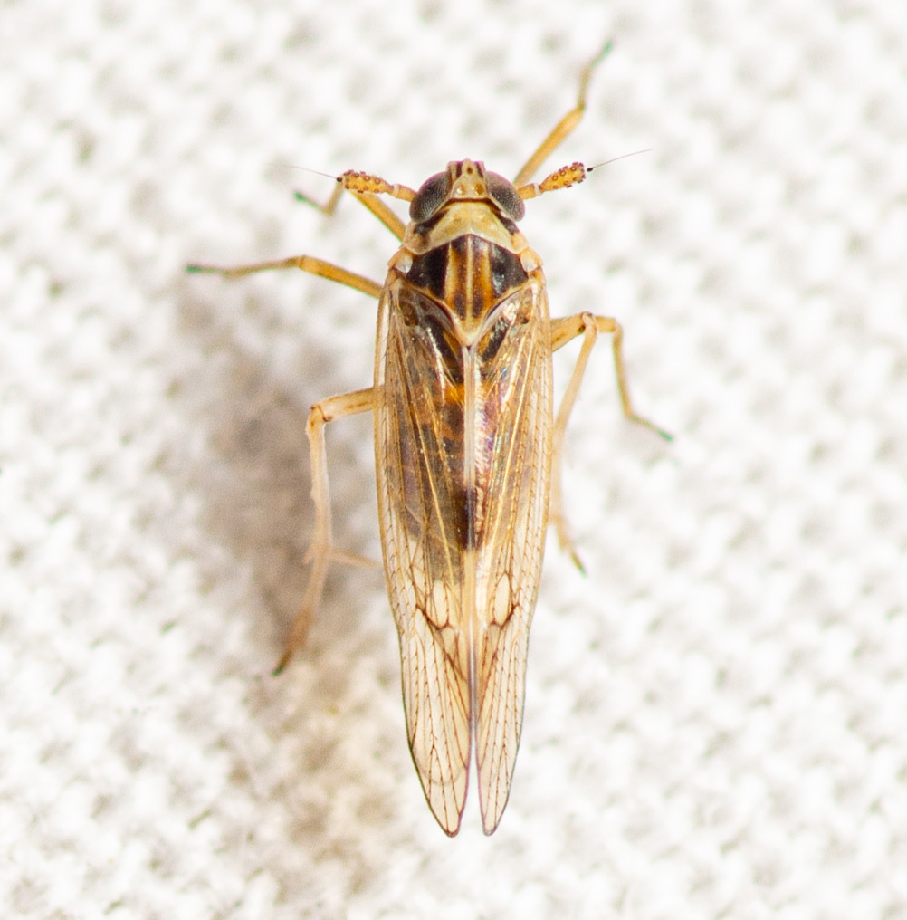 Chionomus pacificus