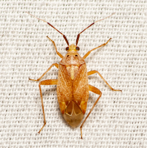Taedia celtidis