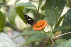 Heliconius sara fulgidus