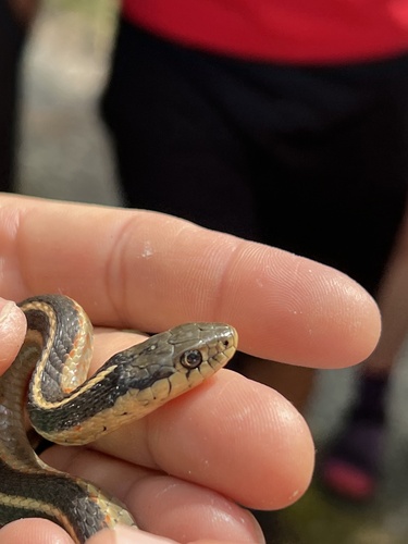 iNaturalist observation photo of Coast Garter Snake