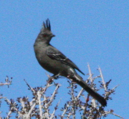 Phainopepla nitens