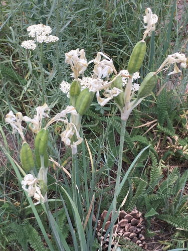 Rocky Mountain iris (Iris missouriensis)