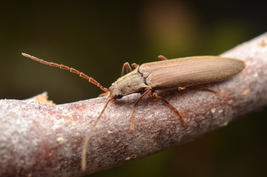 Athoplastus