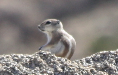 Ammospermophilus leucurus