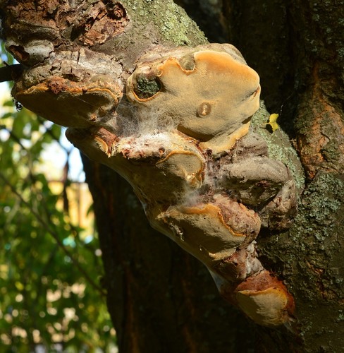 Slyvinė Kempinė nuotrauka