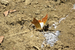 Charaxes varanes vologeses