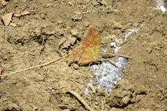 Charaxes varanes vologeses