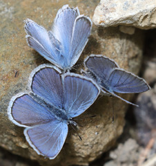 Plebejus anna