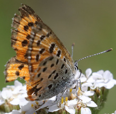 Lycaena cupreus