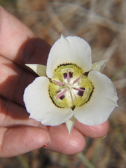 Calochortus ambiguus