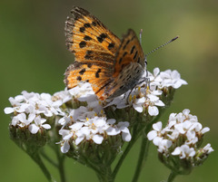 Lycaena cupreus