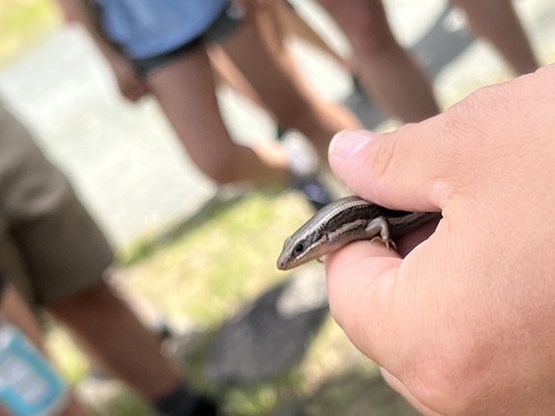 iNaturalist observation photo of Skilton's Skink