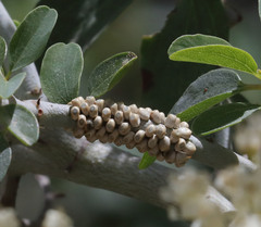 Hemileuca eglanterina