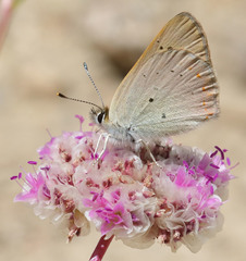Tharsalea nivalis