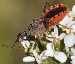 Rhynocoris ventralis