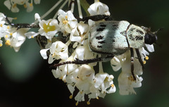 Hoplia dispar