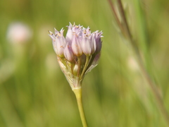 Allium geyeri