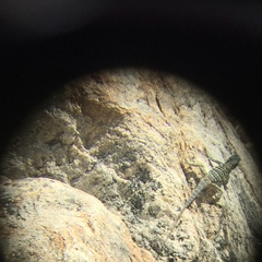 Petrosaurus thalassinus