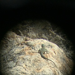 Petrosaurus thalassinus