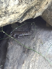 Aspidoscelis maximus