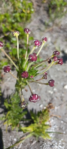 Image of Zaluzianskya capensis by (c) Adele SL, some rights reserved (CC BY)