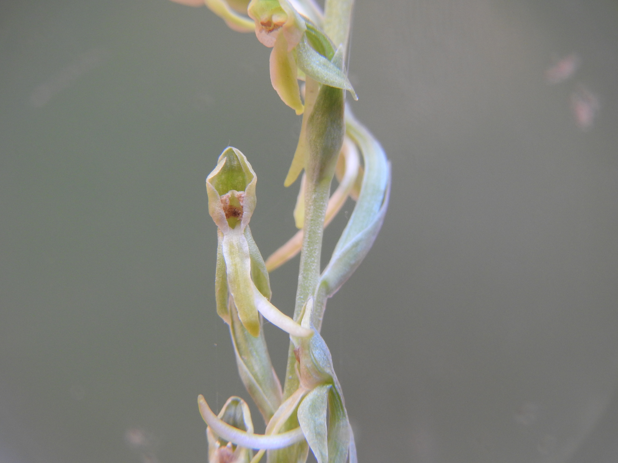 Platanthera zothecina