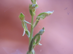 Platanthera zothecina