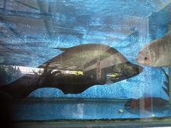 Giant Featherback photo 1