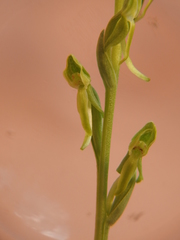Platanthera zothecina