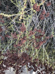 Eriogonum fasciculatum fasciculatum