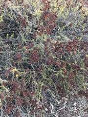 Eriogonum fasciculatum fasciculatum