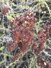 Eriogonum fasciculatum fasciculatum