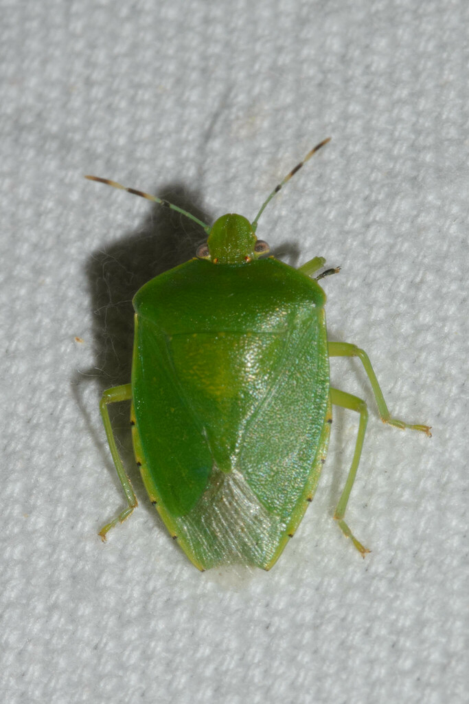 Green Stink Bug from Texas City, TX, USA on May 1, 2023 at 10:14 PM by ...