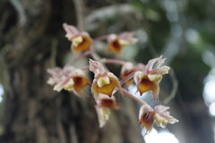 Catasetum roseo-album