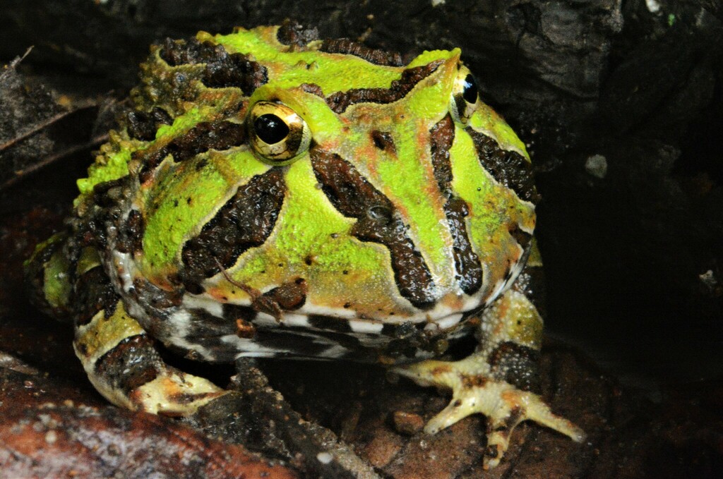 Pacific Horned Frog