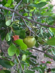 Diospyros intricata