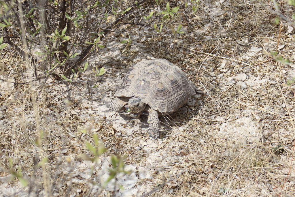 Texas Tortoise in April 2023 by Fernando Galaviz Alvarado · iNaturalist