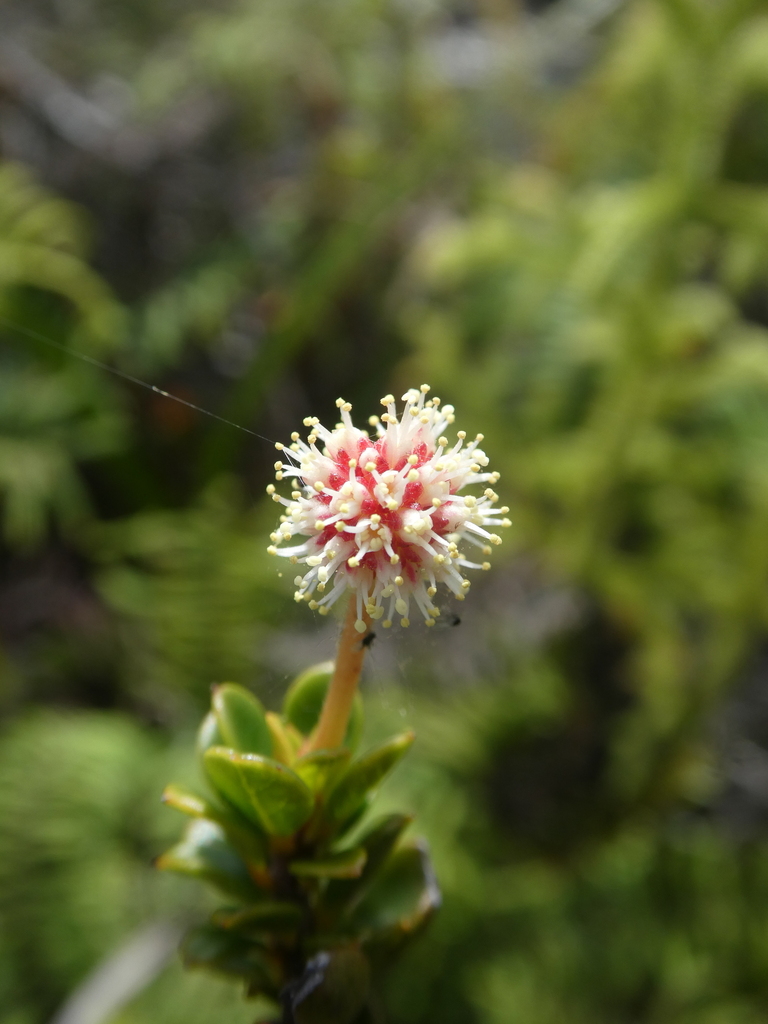 Pancheria minima