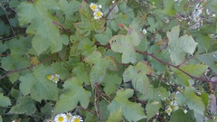 Rubus crataegifolius