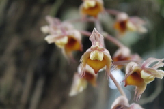 Catasetum roseo-album
