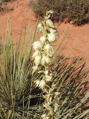 Yucca baileyi