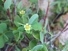 Euphorbia hindsiana