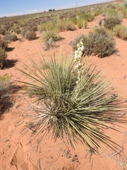 Yucca baileyi