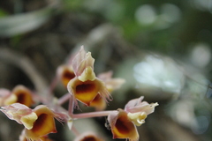 Catasetum roseo-album