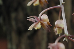 Catasetum roseo-album