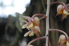 Catasetum roseo-album