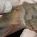 Silvered Bat - Photo (c) Stefan van Lieshout, some rights reserved (CC BY-NC), uploaded by Stefan van Lieshout