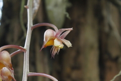 Catasetum roseo-album