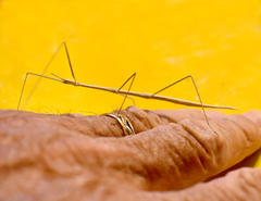 Parabacillus hesperus