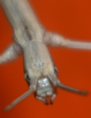 Parabacillus hesperus